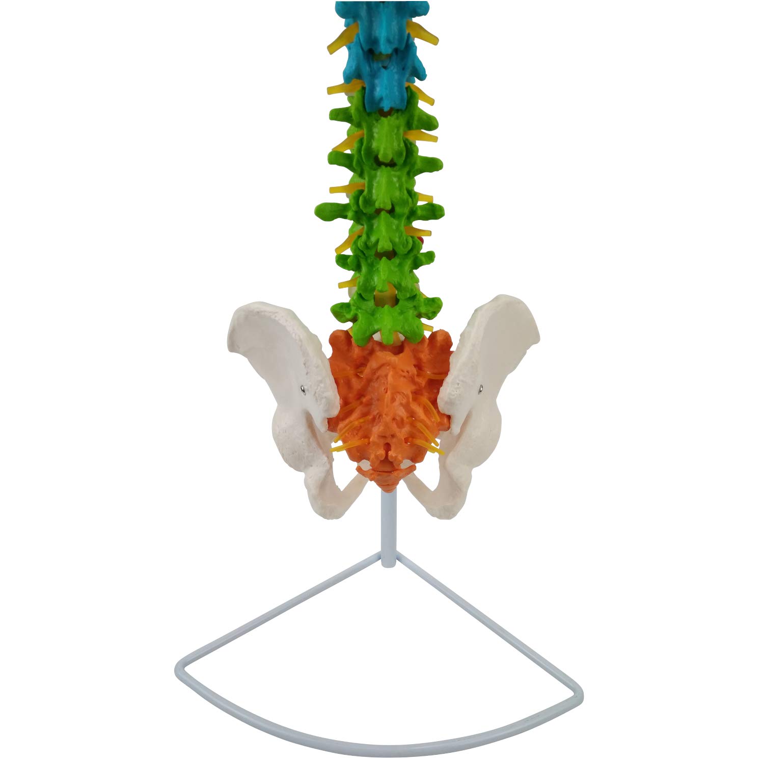 Flexible Wirbelsäule mit Becken und farbigen Wirbelsäulenabschnitten I lebensgroßes und detailliertes anatomisches Modell (ca. 85 cm) I inklusive Stativ