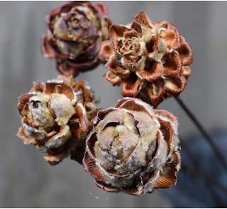 Dry Real Natural Bouquet, Immortal Flower, Will Not Wither, Ideal Decoration for Family Wedding Party Festival, 5 Stems