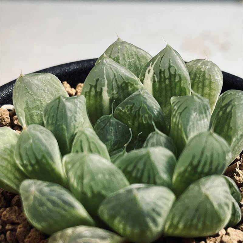 多肉植物　ハオルチア オブツーサ マリン 65mm ハオルシア