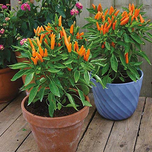 OhhSome Ornamental Vegetable Seeds Rare Ornamental Chilli 20 Fresh Seeds Fast Growing Variety Plants Seeds For Pots Seeds Kitchen Garden Seeds Pack - Eco" (B07YP772YR) Amazon Price History, Amazon Price Tracker