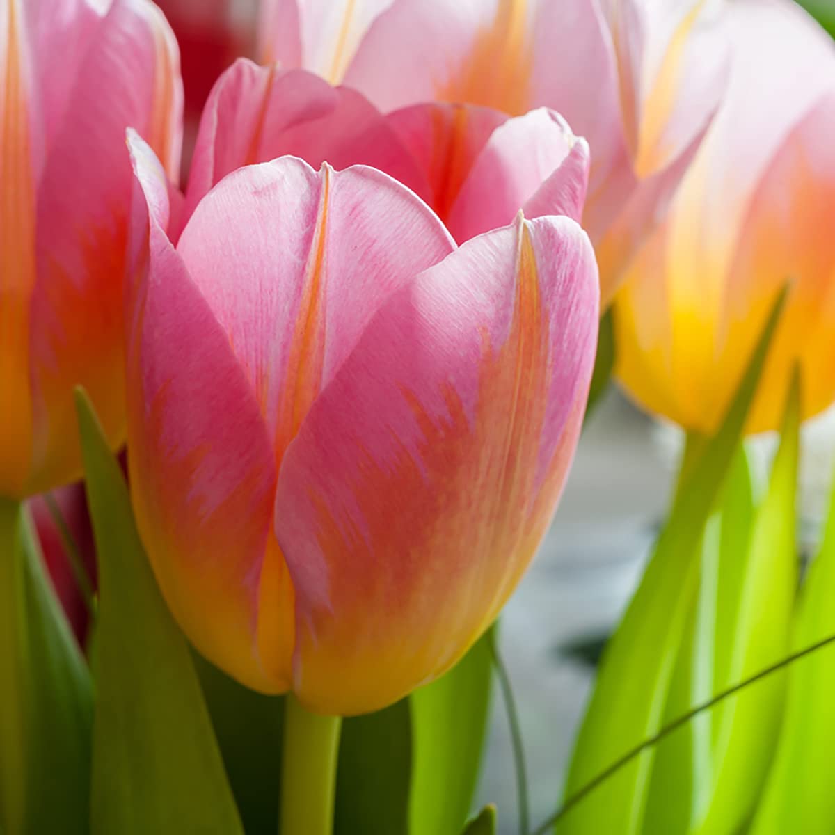 Amazon.com : Design Impression Tulip 10 Bulbs - Lush Pink & Melon - 12/+ cm  Bulbs : Tulip Plants : Patio, Lawn & Garden