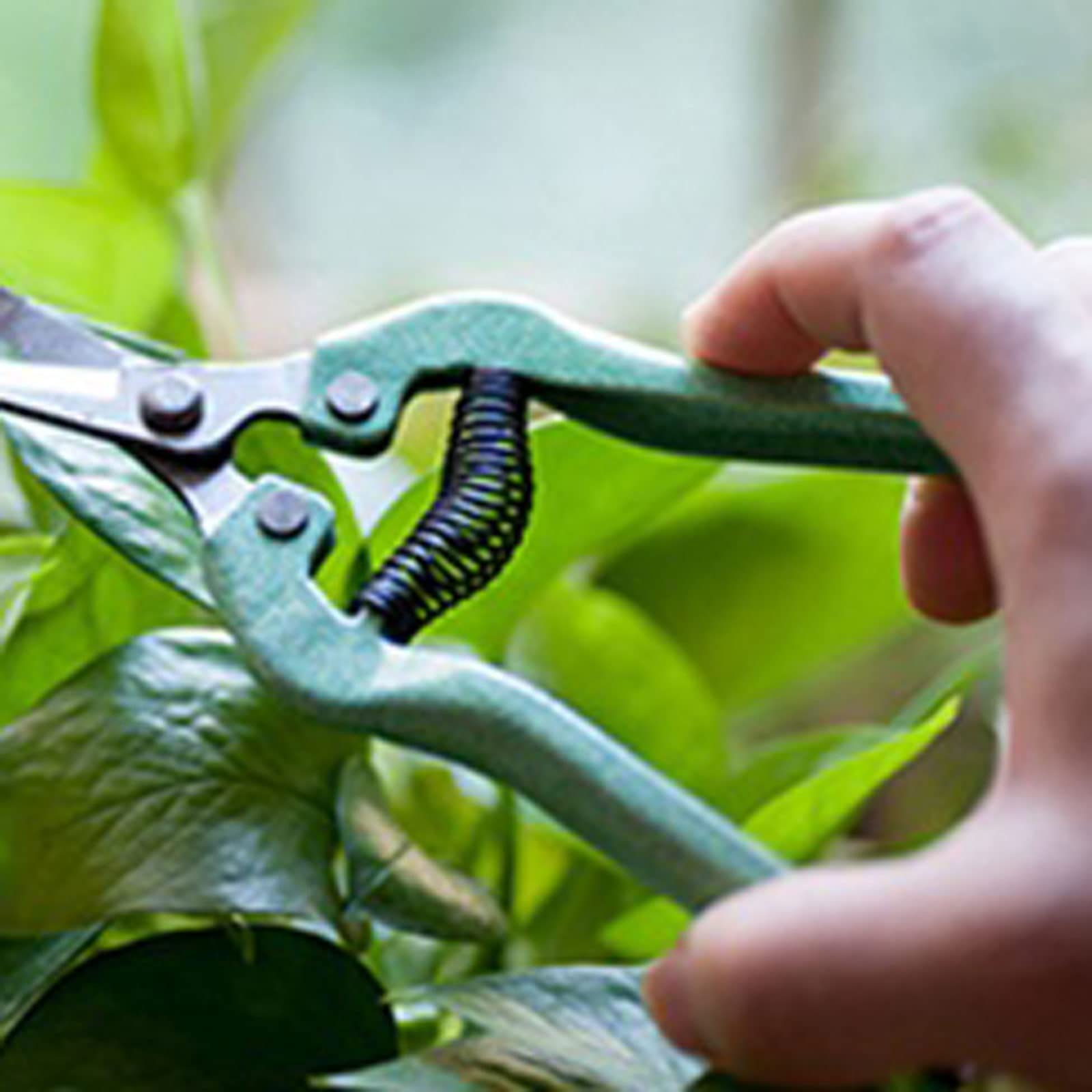 Ciseaux de Taille de Plantes, Coupe-Jardin, Outils de Jardinage, cisailles à Fleurs, sécateur, Outil de Taille à Main, 1 pièce