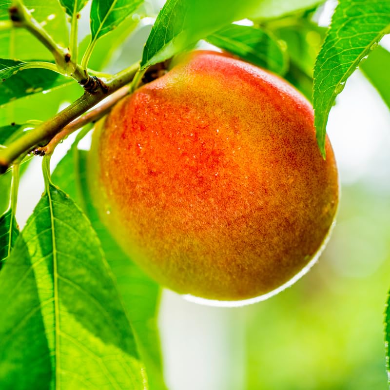 Amazon.com : 6 Months Old White Red Peach Seedling Tree Live Plant