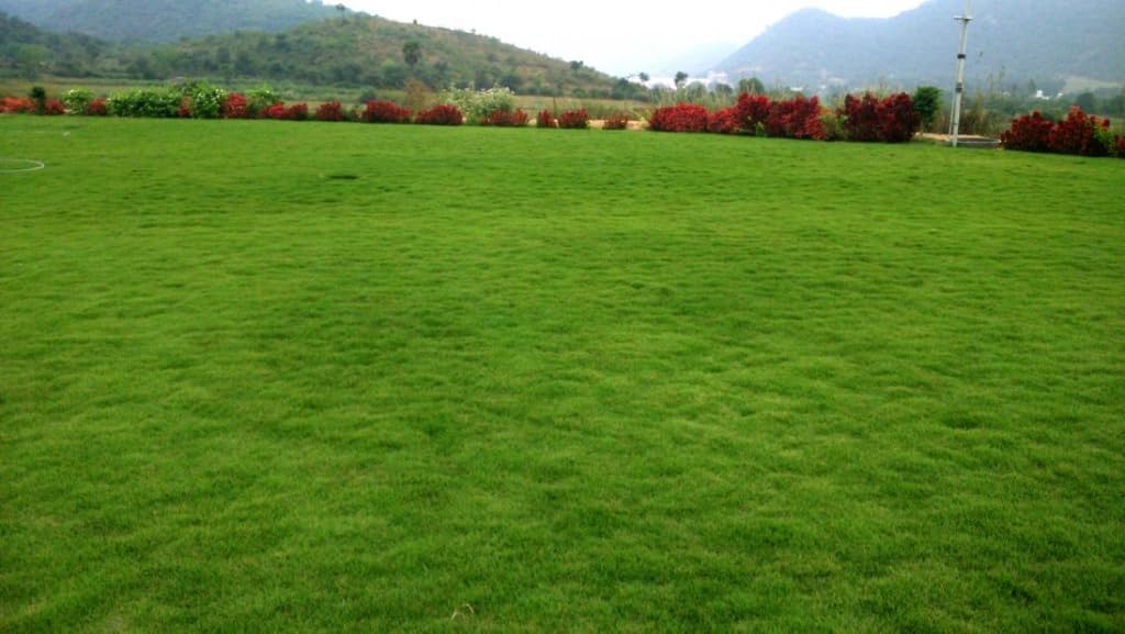 Mexican grass seeds for lawn (13000 seeds) (B0CLSD6L84) Amazon Price History, Amazon Price Tracker