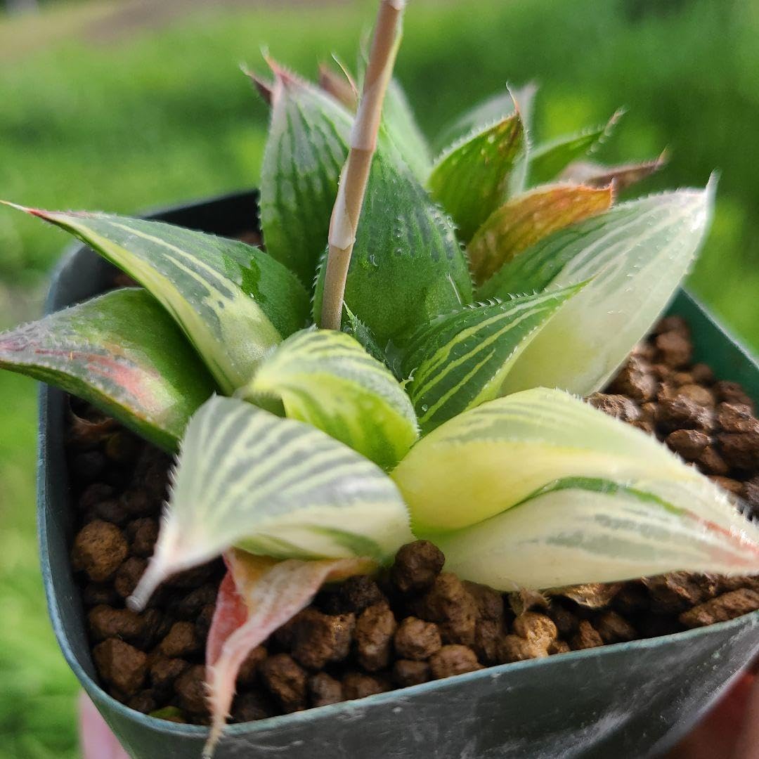 Amazon｜マヤ錦 2頭 多肉植物 ハオルチア アロエ｜観葉植物 オンライン通販