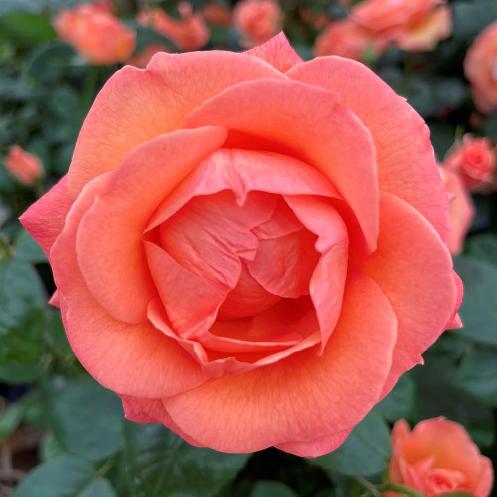 Yougarden Orange Harkness Roses Brenda's Rose, Floribunda Established 4 Litre Pot Fragrant Repeat Flowering Garden Plant