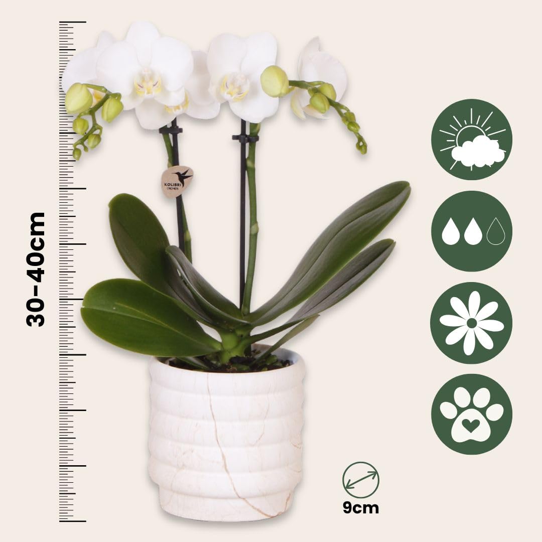Plant in a Box - Coffret cadeau orchidée 'Marble S' - Phalaenopsis - Hauteur 30cm