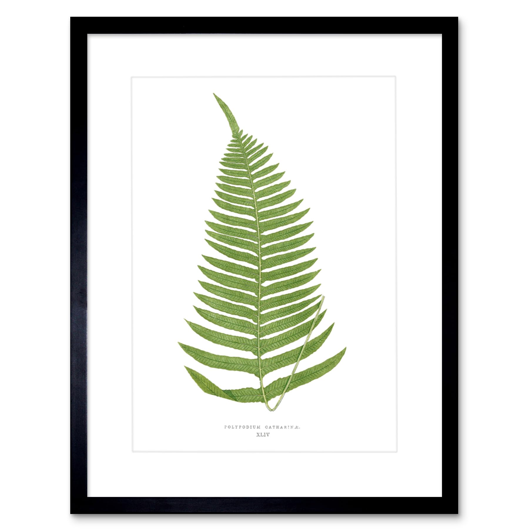 Wee Blue Coo Fern Polypodium Catharinae Art Print Framed Poster Wall Decor 9x7 inch