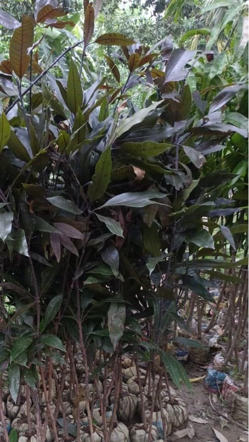 Rare Original Black Stone Mango Plant Live Upto 2feet Height Grafted Mature Plant Suitable for Container Gardening (Pack of 1) 3