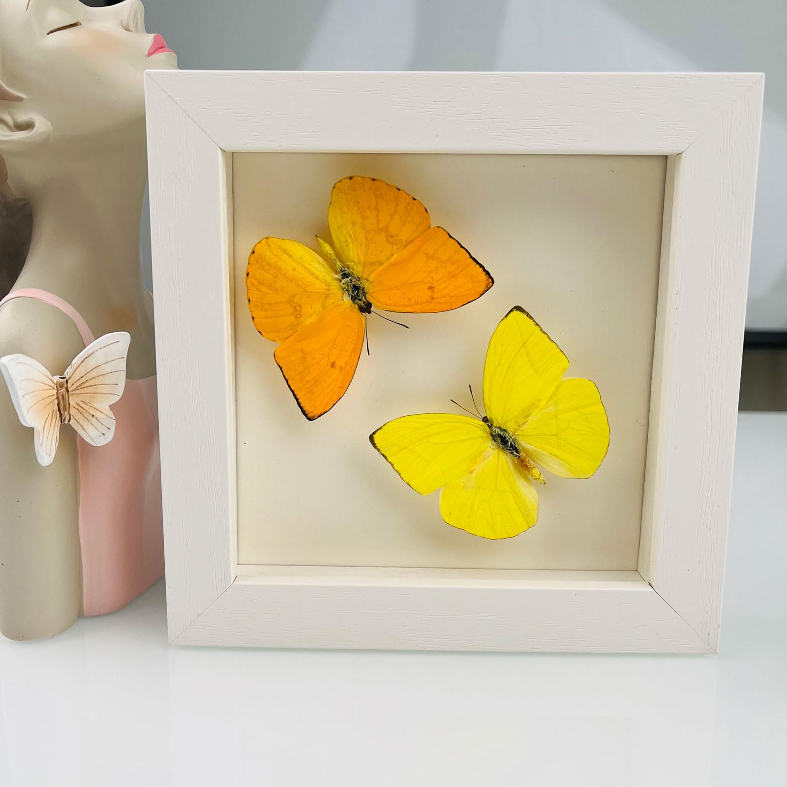Taxidermy Mounted In Frame,Exquisite Butterflies Insect Specimen,Collection Of Butterfly,Unique Home Decor Wall Decoration Gift For Christmas Valentine Birthday,Real Butterfly Specimens17.6 * 17.6cm