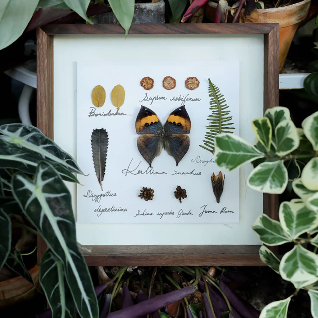 みのり　昆虫標本 Amazon.co.jp: 絶妙な蝶昆虫標本剥製蝶パピリオドライフラワー