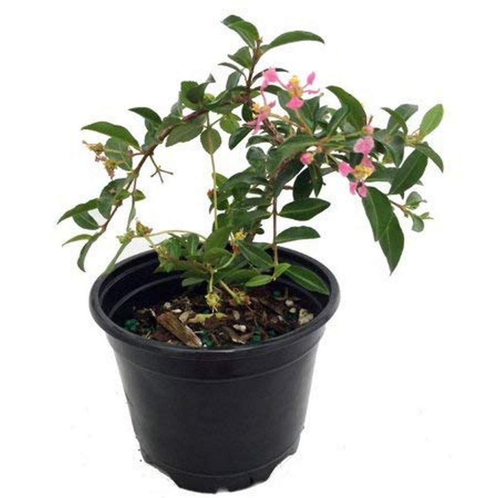 OhhSome Live Plant Wi Cherry Cereza Colorada Evergreen Large Size Bushy Garden Plant (1 Healthy Live Plant)