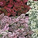 Semillas Hypoestes Splash Mix (Hypoestes phyllostachya) 15 + Semillas