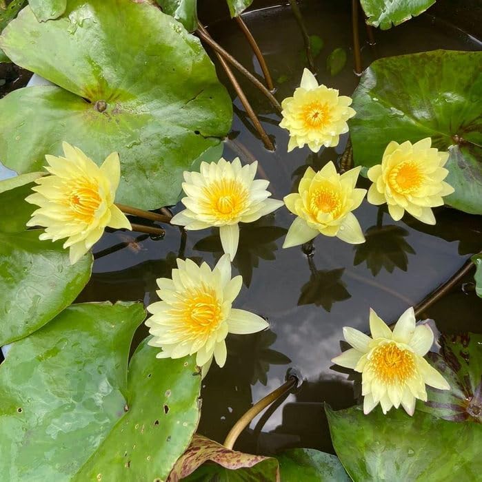 Creative Farmer Aqua Dreams: Water Lily Plant For Tranquil Aquatic Gardens Waterlilly