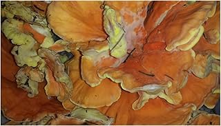 Dried Chicken of the Woods (1 lb)