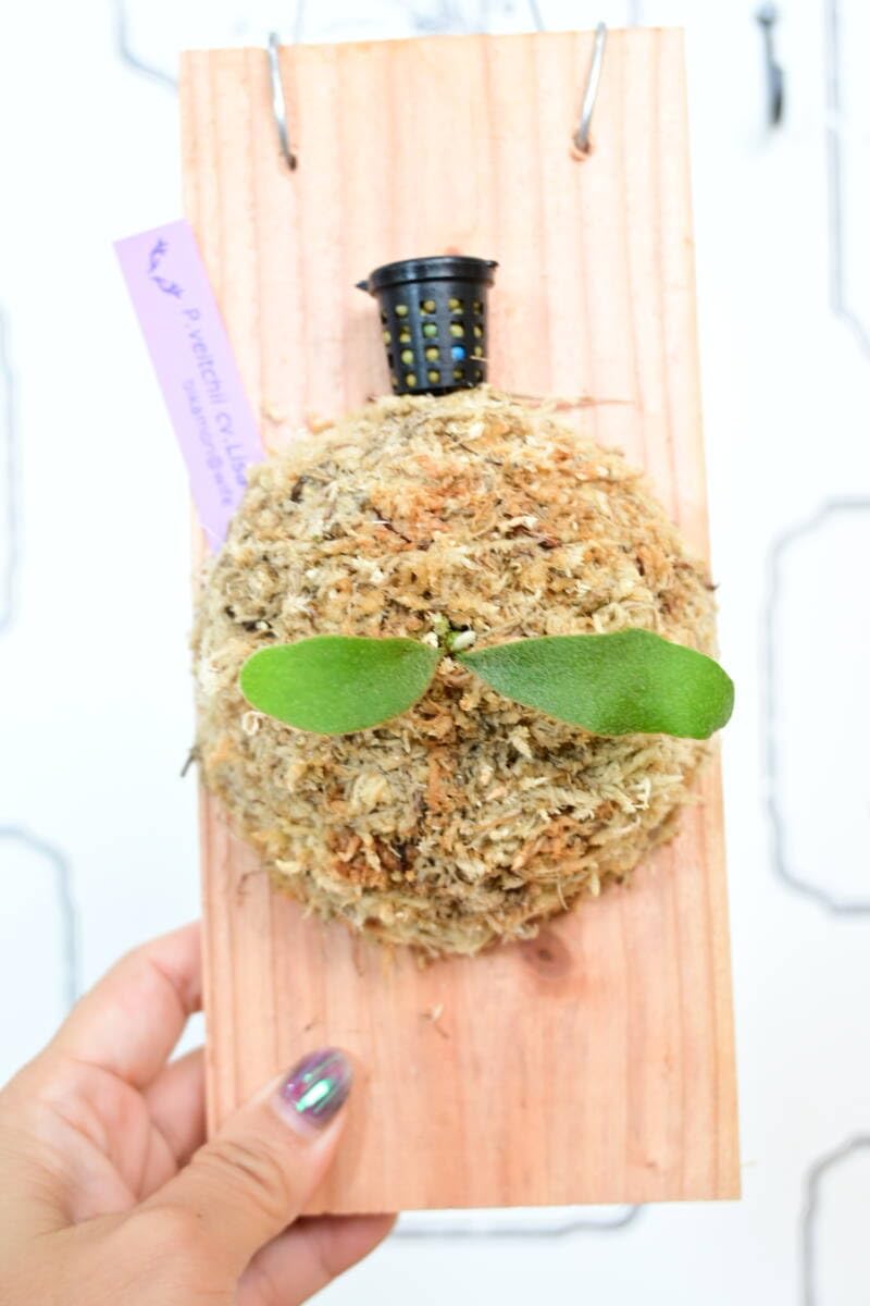 Amazon.co.jp: P.veitchii cv.Lisa(Compact Form) spored③ ＠ビカ森