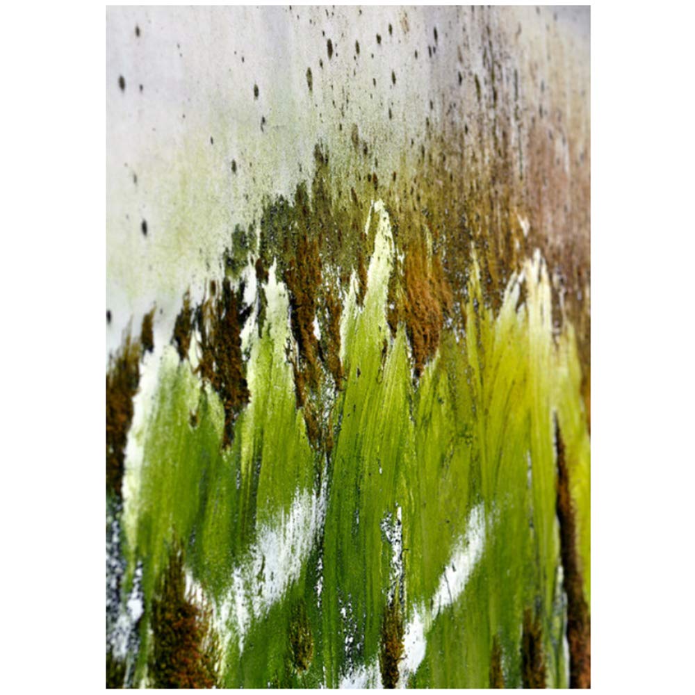 Imprimir lienzo pintura holandés musgo carteles y plantas verdes cuadros de pared para sala de estar arte moderno decoración del marco del hogar 60x80 cm x2 /23.6 "x 31.5" con marco