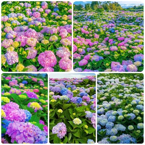 semillas de hortensia resistentes, jardin perennes, trepadoras, 35pcs