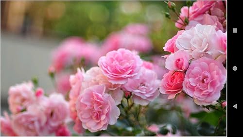 1037 Flowers Wallpapers
