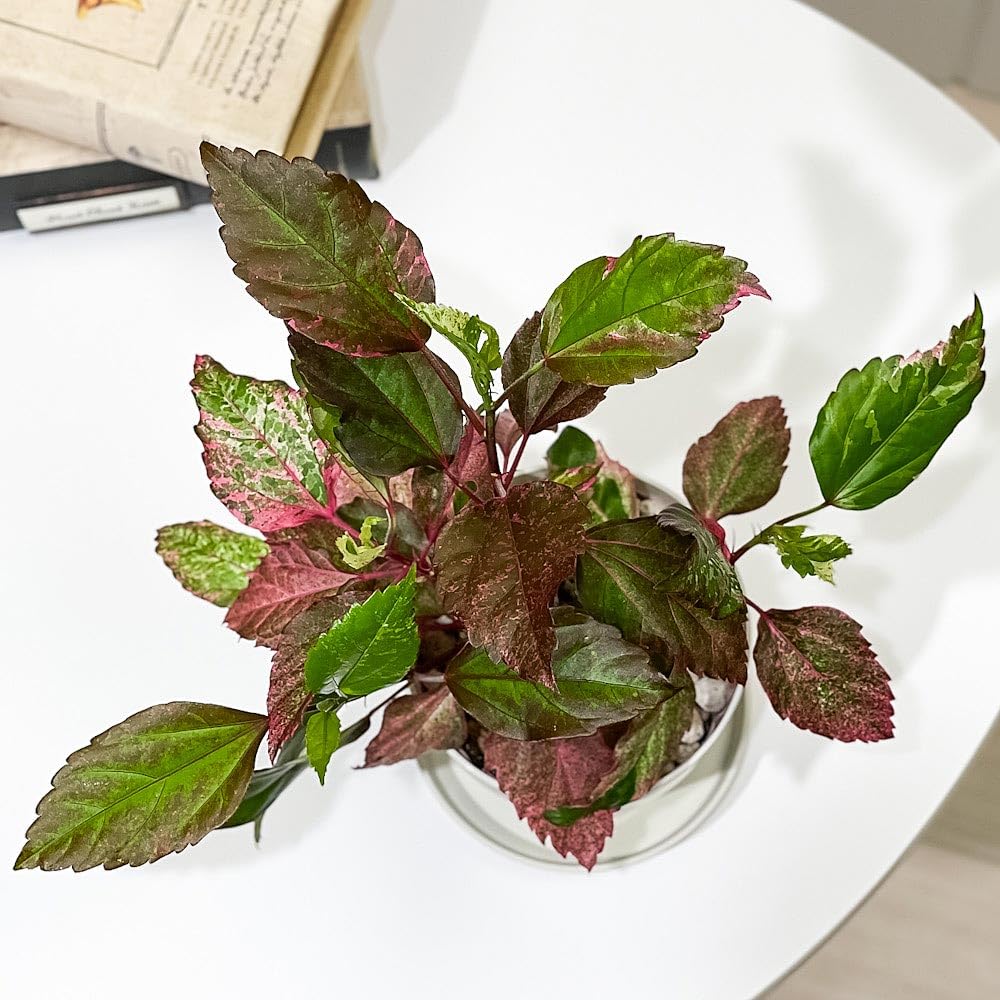 Amazon｜PLANCHU 熱帯花木 ハイビスカス レッドロコ 3.5号鉢