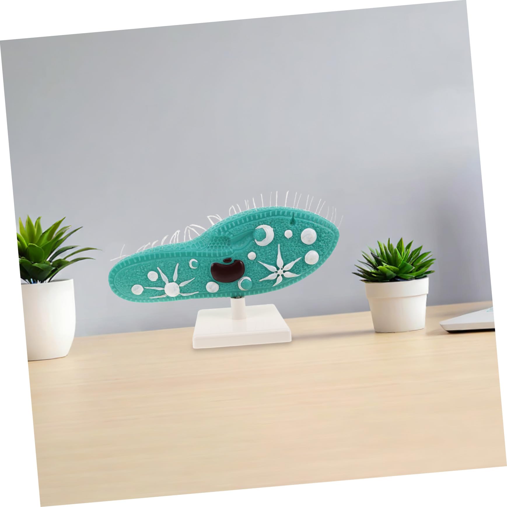 Biologie Lernhilfe Protozoenmodell mit Stabilem Ständer und Detailliertem Ziliendesign für Biologieunterricht in Schule aus PVC