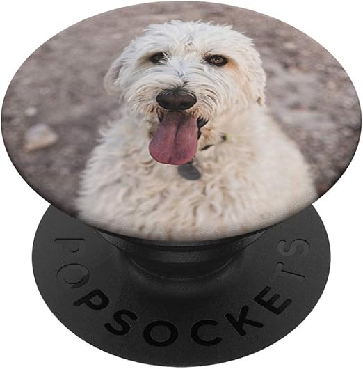 labradoodle accessories