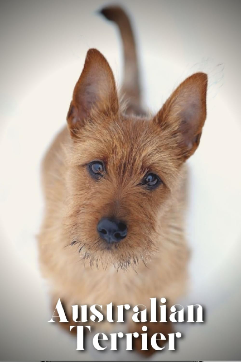 Australian Terrier: Dog breed overview and guide