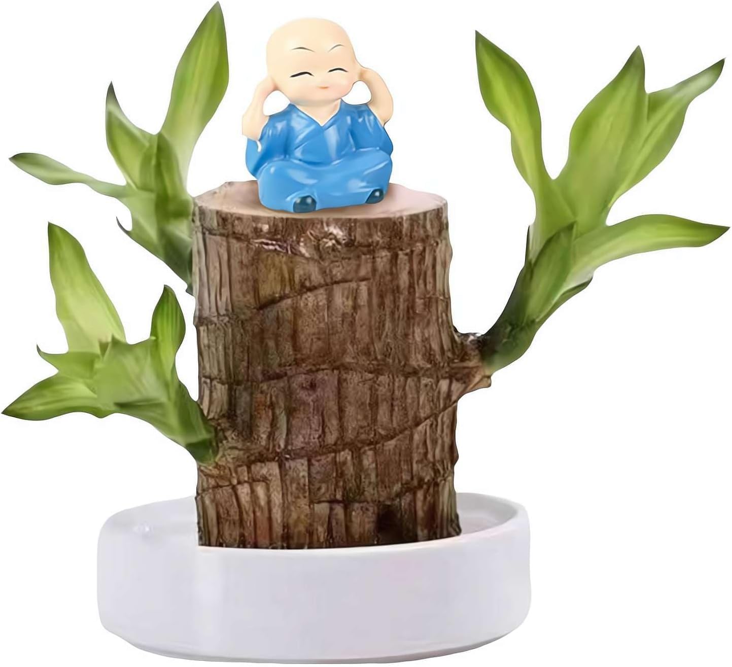AVIKGARDEN Brazilian Lucky Bamboo Plant, Lucky Brazil Wood, Good Luck Plant, Healthy Indoor Feng Shui Live Plant For Home Decor (With Out Pot) Pack 01-image-35