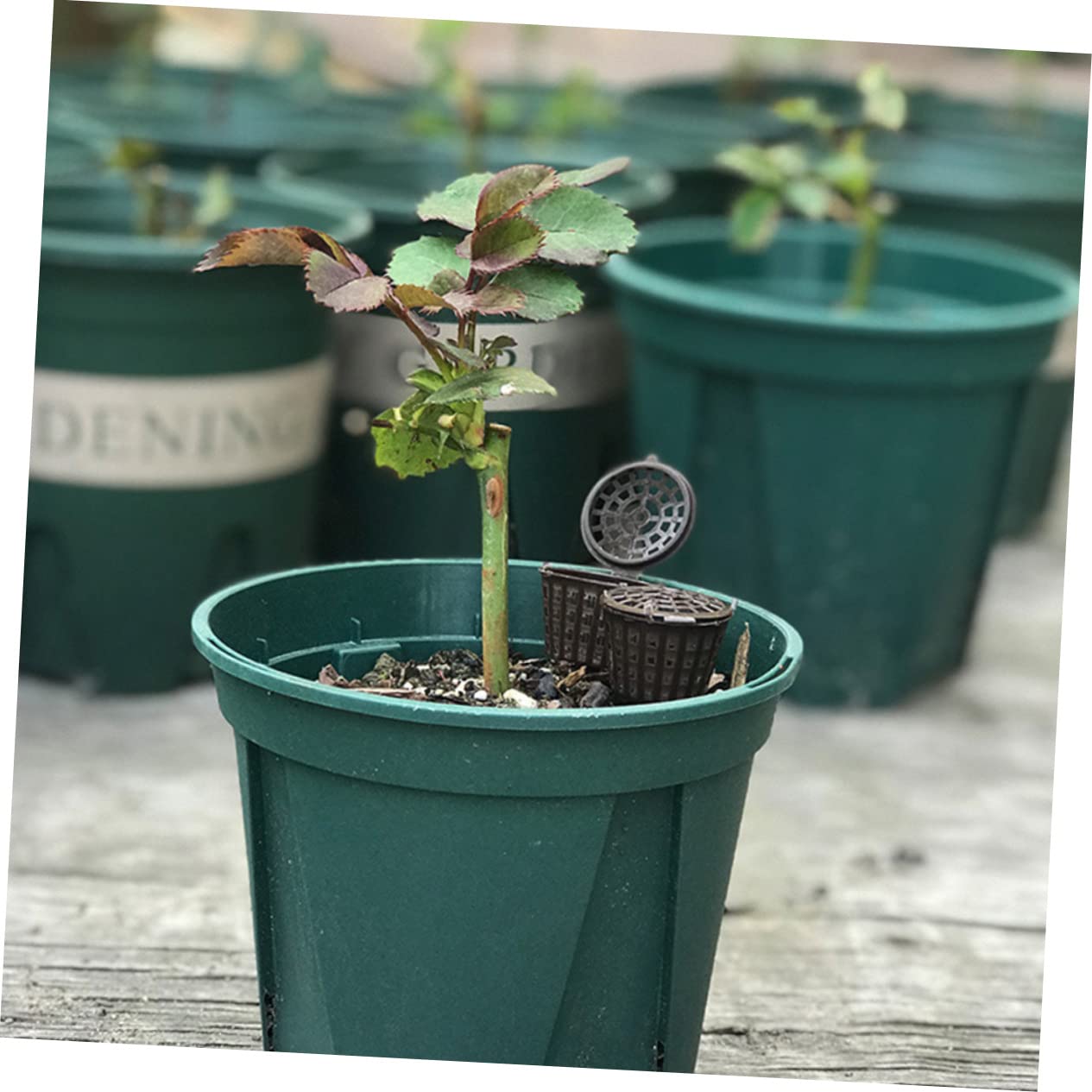 POPETPOP 150pièces Boîte à Engrais Pour Plantes Pot Fertilisation Automatique Bonsai Outils De Jardinage Et Réutilisables