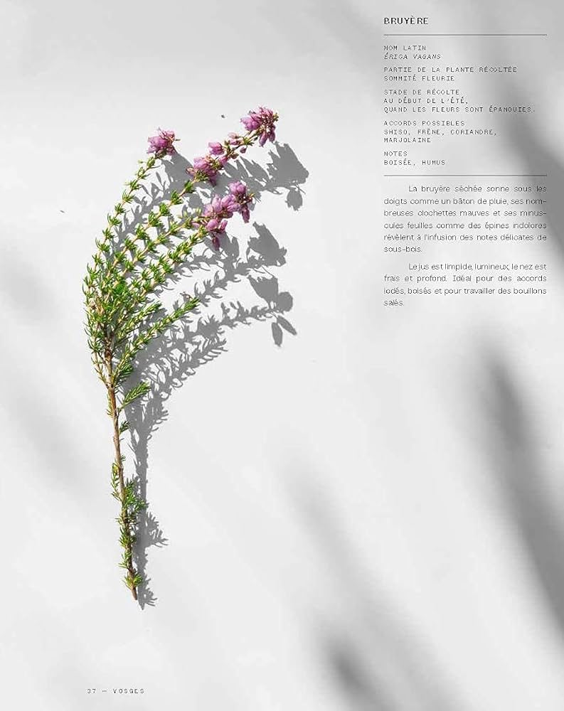 洋書 Infusions - Terroirs des simples Infusions - Terroirs des simples: Poirrier, Claire, Poirrier