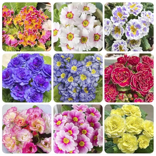 1000+ Perennial Mix Primrose Seeds for Planting-Non-GMO Heirloom for Gardens & Outdoor Containers