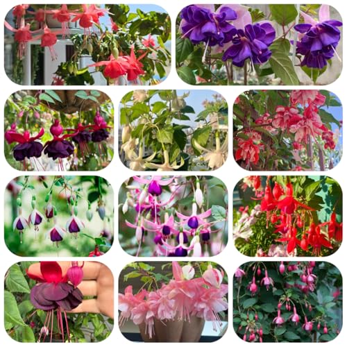 Fucsias resistentes - semillas planta de maceta plantas de exterior decoración balcones semillas flores perennes plantas en macetas fucsia jardín balcón flores jardín rocas 450pcs