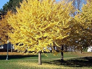 Ginkgo Tree 100 Seeds (Ginkgo biloba) Most Popular Ornamental Trees