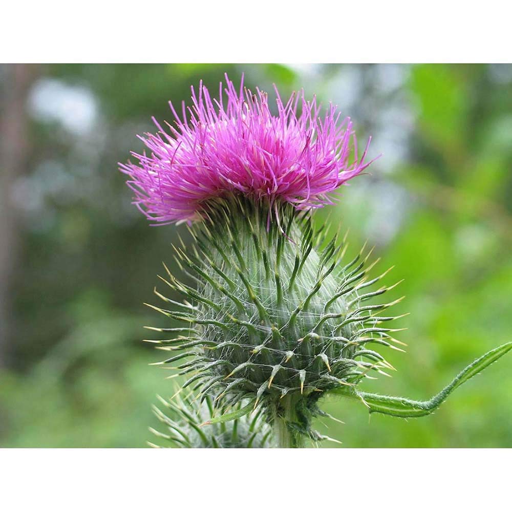 Wee Blue Coo Nature Scottish Thistle Head Art Print Poster Wall Decor 12X16 Inch