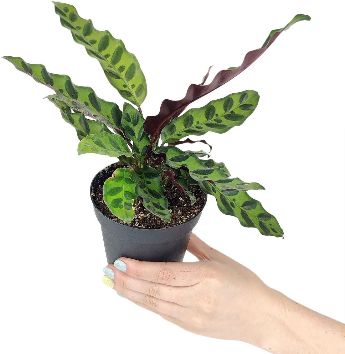 Rattlesnake Plant - Calathea Lancifolia (4" Grower Pot) - Prayer Plants - Live Healthy, Colorful Foliage, Air-Purifying Houseplant for Home Office Decoration