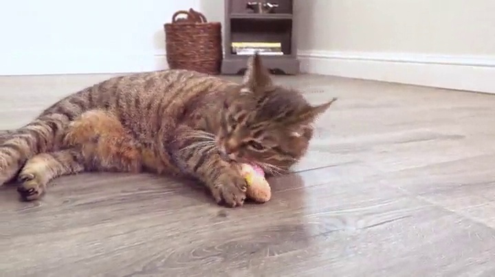 SmartyKat Chickadee Chirp Electronic Sound Cat Toy, Contains Catnip, Battery Powered - Light Brown, One Size - Image 7