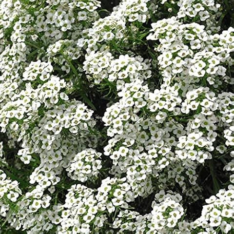Thompson & Morgan Alyssum Carpet of Snow Cover