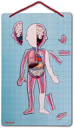 Miniatura 3 de Janod Bodymagnet - Juego educativo de cuerpo humano, anatomía, órganos, esqueleto, músculos, 76 piezas magnéticas, a partir de 7 años, 12 idiomas,