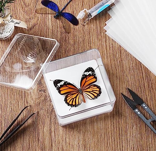 Herstellung von Insektenproben Werkzeug Kit, Insektenstiften, Insektenstiften Brett, Flügel Presspapier, Pinzette, Schere, Insekt Vitrine, Insektensammlung für Bug Hobbyist/Biologie Projekte
