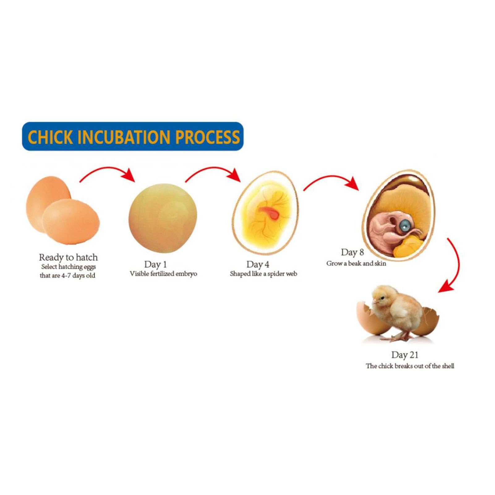 Incubadora de huevos, mini incubadora digital de huevos con giro automático de huevos, control de temperatura, pequeña incubadora de 6 huevos, máquina para incubar aves de corral para incubar huevos