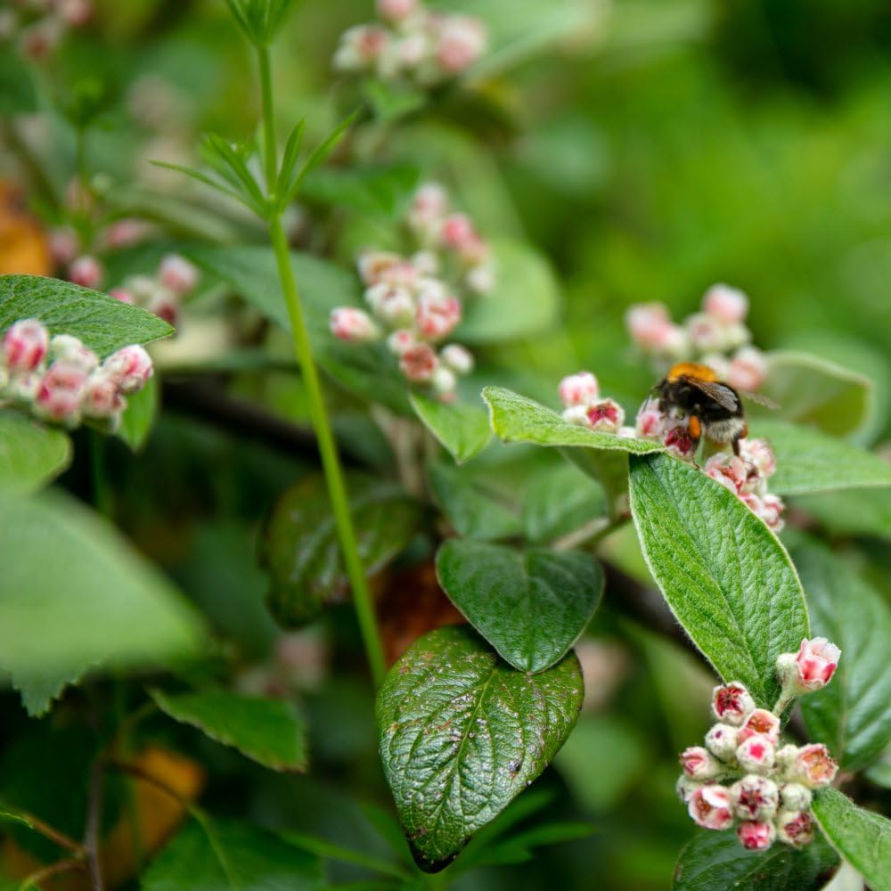 Cotoneaster franchetii – Evergreen Bearberry, Bright Red Berries, Small White Flowers, Ideal for Colourful Hedges - 1X or 2X 9cm Pots by Thompson and Morgan