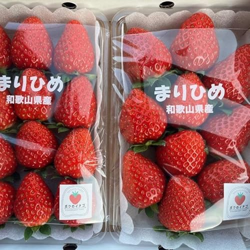 [先行予約]和歌山県産いちご「まりひめ」大粒系約300g×2パック入り[TM89]