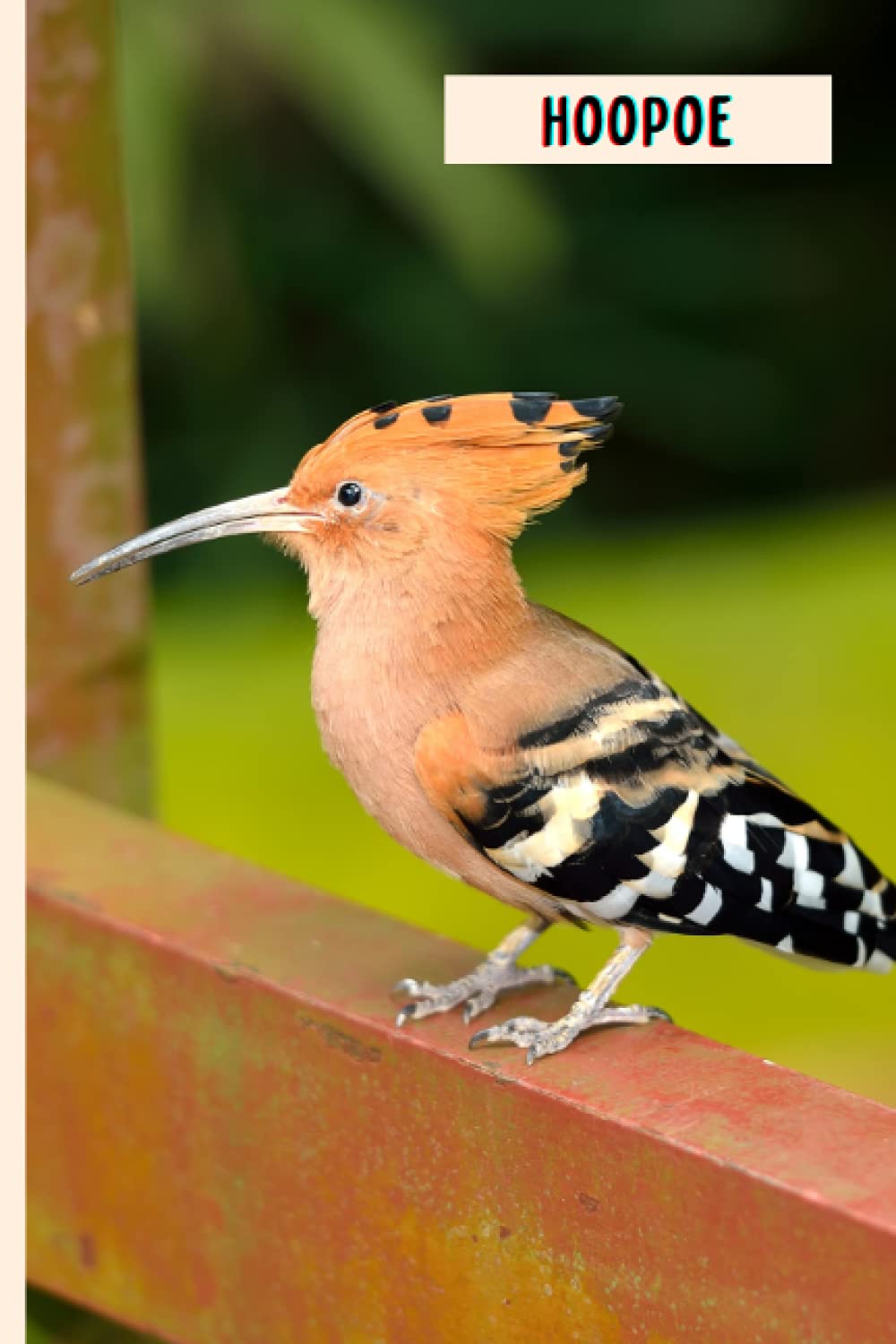 Hoopoe: Composition Notebook For Hoopoe Lovers , Hoopoe Lined Journal ,6x9 Inches , 110 Pages ,Hoopoe Diary