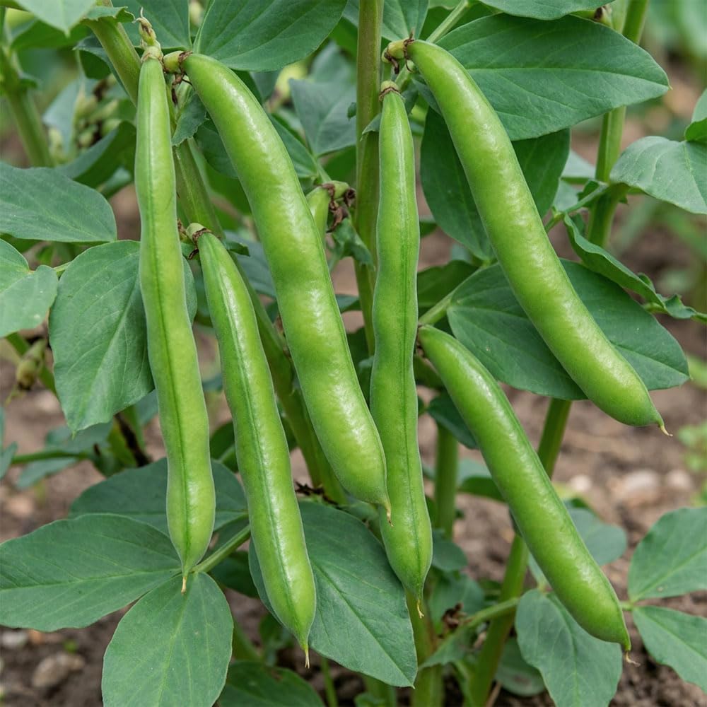 Broad Bean Bunyards Exhibition Seeds – Large Pod Heritage Variety – Excellent Flavour Beans – High in Protein & Vitamins – Grow Your Own Vegetables