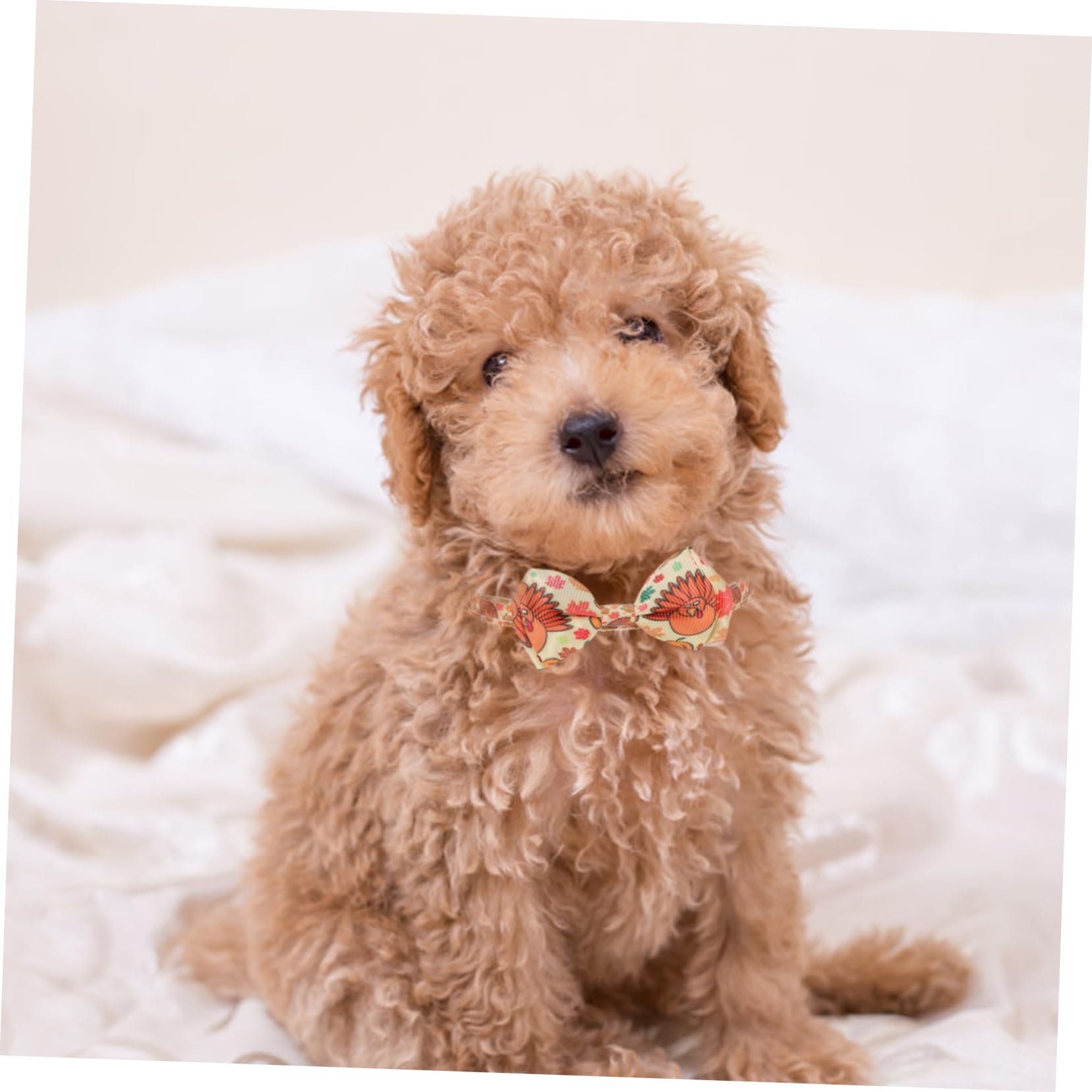 Didiseaon 10pezzi Collare Decorativo Per Animali Domestici Con Fiocco Per Cani e Gatti Per Festività e Compleanni Collana Chic Per Cani e Gatti Accessori Per Animali Domestici