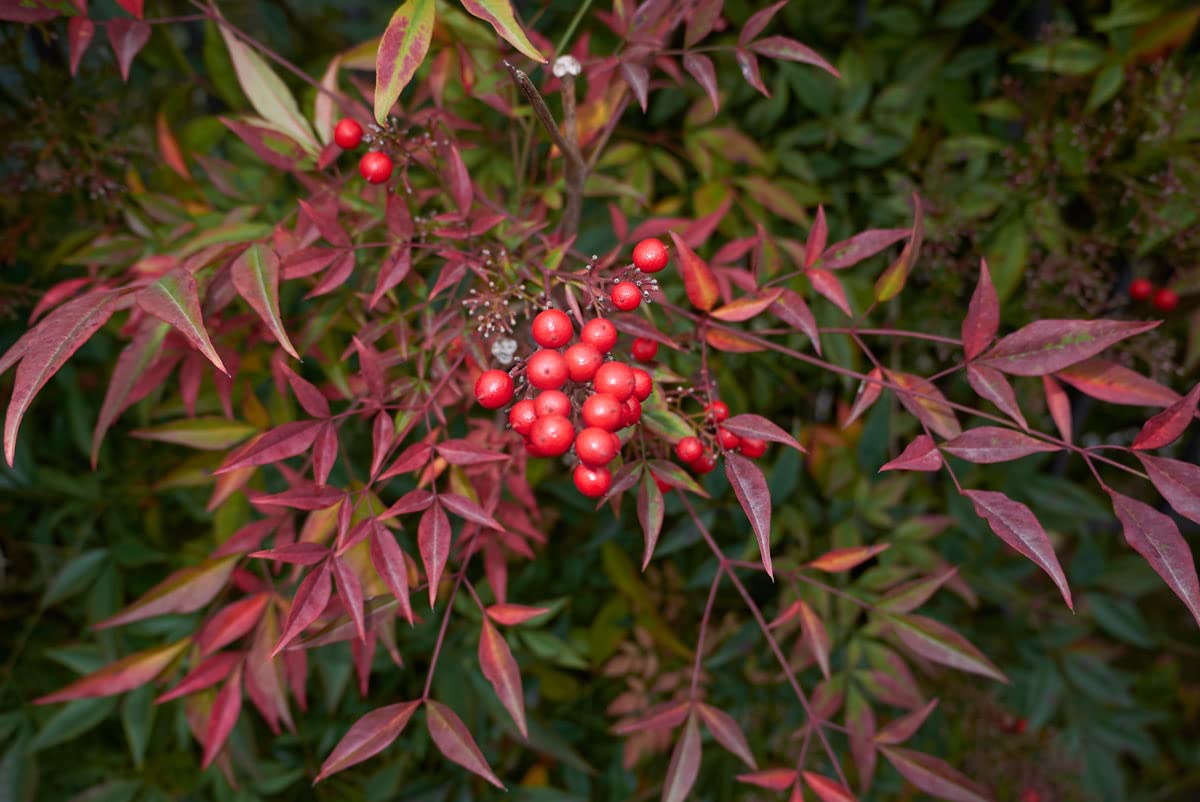 Nandina Domestica “Bambù Sacro”, Pianta sempreverde in Vaso ø8 cm, Cespuglio da Esterno, Arbusto da Giardino, Vivaio di Castelletto