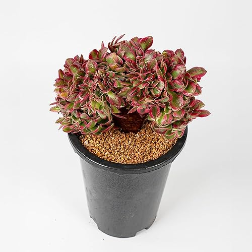 Miniatura 5 de Plantas suculentas raras de Aeonium 'Canlan Crest' de 6 pulgadas para regalo de boda, caja de regalo de jardinería, regalo para entusiastas de las