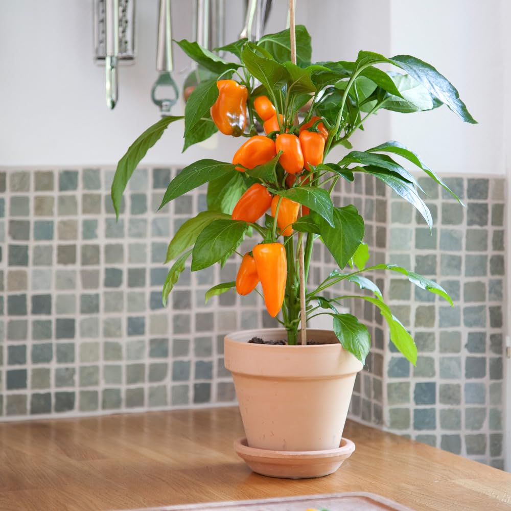 Bedwen Sweet Pepper 'Snack Orange' 9cm Plant x2 – Mini Lunchbox Variety with Sweet Orange Fruit for Snacking, Salads & Kids’ Lunches