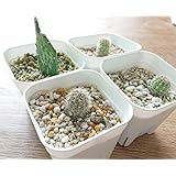 サボテン 短毛丸 オプンチア 初日の出 抜き苗セット