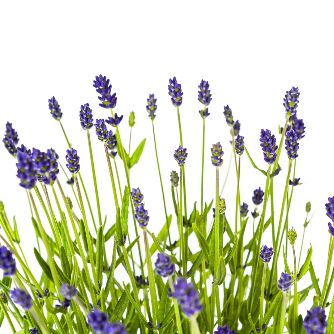 Lavandula angustifolia - Lavendel | 2 Stück - 40-50cm - Ø19cm - Gartenpflanze